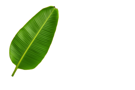 Banana leaf with frayed edges and prominent midrib isolated on transparent white background