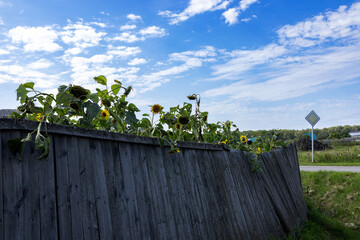 Sunflowers bloom over a sagging old fence. Blue sky