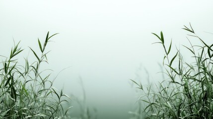 Naklejka premium Green Grass Blades in Misty Foggy Morning Landscape