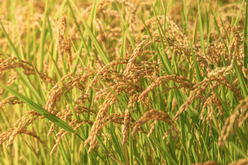 ear of paddy in rice field,autumn