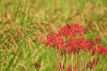 Beautiful red manjusaka (spider lily)