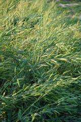 Yellow mustard flowers blooming in the mustard field, Yellow mustard field landscape, Close up Mustard plant with yellow flower with blue sky background