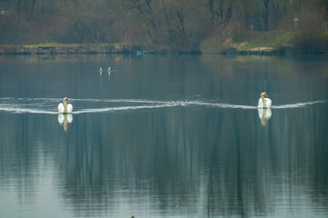 swans on the lake