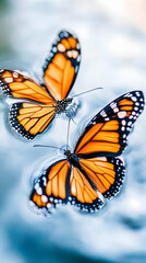 Fototapeta premium Two Monarch butterflies on water, nature background, wildlife photography