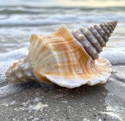 seashell on the beach