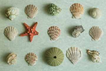 Shell background on a light background