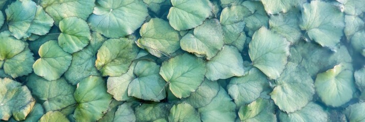 Obraz premium Green water lily leaves floating on calm surface of pond in natural setting
