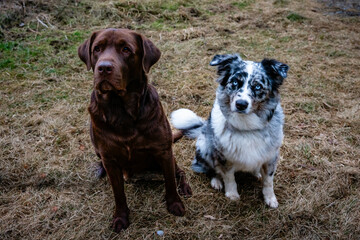 dog, dogs, australian shepherd, shepherd, labrador, pet, cute, walk, eyes, blue