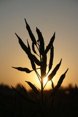 Closeup shot of green mustard seeds blooming on a field, Unripe mustard seeds are riping, A field full of green mustard seeds
