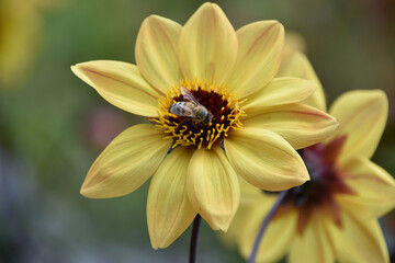 Bee in the Heart of a Yellow Dahlia Flower