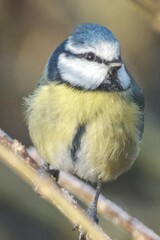 Eurasian blue tit perching on a branch in winter