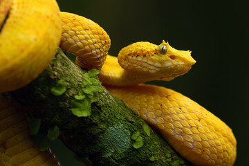 Bothriechis schlegelii, known commonly as the highland eyelash-pitviper or Schlegel's eyelash-pitviper, portrait. Portrait of a poisonous yellow snake.