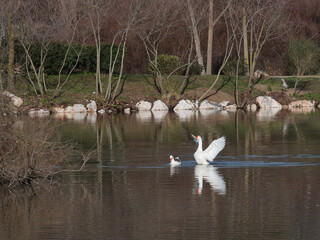 goose, bird, animal, nature, flight, breeding, ornithology, spri
