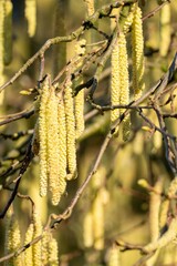 Common hazel catkins hanging from branches in spring sunlight
