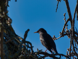 starling, bird, animal, nature, tree, wildlife, ornithology, spr