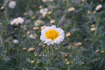 Crown daisy flower blooming in a field, Closeup Of crown daisy flower or crown marigold