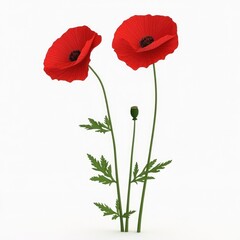 Obraz premium Bright red poppy flowers showcasing their vibrant petals and delicate green stems., on a white background.