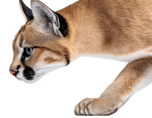 A fierce caracal with sharp fangs and tufted ears leaps through the air, showcasing its agility and predatory power.