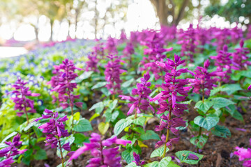 Salvia divinorum is a plant species belonging to the Lamiaceae family. a field of purple flowers, a field of purple salvia divinorum.