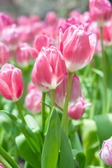 Fototapeta premium Pink tulips blooming in garden with sunlight.