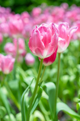 Fototapeta premium Pink tulips blooming in garden with sunlight.