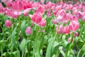 Pink tulips blooming in garden with sunlight.