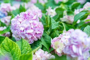 Close up of Pink and purple hydrangeas flowers.