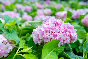 Close up of Pink and purple hydrangeas flowers.