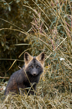 Cross Fox