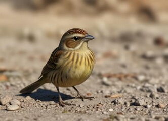 Female cirl bunting with her head turned towards the ground, habitat, grassland