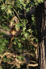 Bärenpavian / Chacma baboon / Papio ursinus