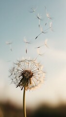 Obraz premium 민들레