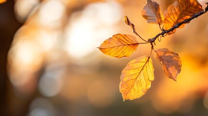 Obraz premium Golden autumn leaves glowing under soft sunlight creating a warm and serene atmosphere : Generative AI