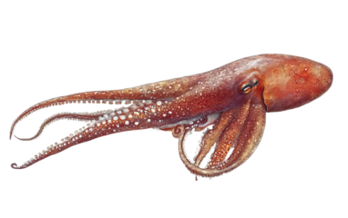 Giant squid isolated on white or transparent background