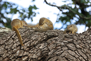 Ockerfußbuschhörnchen / Tree squirrel / Paraxerus cepapi