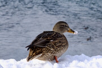 A wild duck poses for a photographer on the banks of the Irtysh River in the eastern Kazakh city of Ust Kamenogorsk.