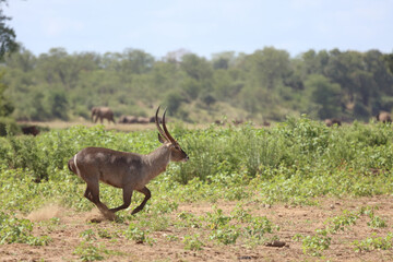 Wasserbock / Waterbuck / Kobus ellipsiprymnus.