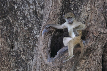 Bärenpavian / Chacma baboon / Papio ursinus