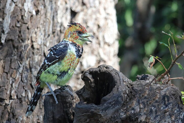 Haubenbartvogel oder Schwarzrücken-Bartvogel / Crested barbet / Trachyphonus vaillantii