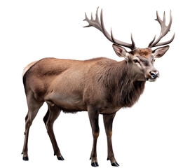 Two majestic deer with impressive antlers are showcased, one standing with a rugged coat and the other captured in a close-up portrait.