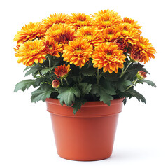 Orange Chrysanthemum Potted Plant: Vibrant Autumn Blooms