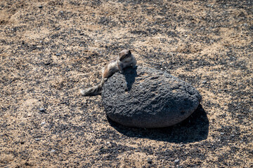 A Barbary ground squirrel in Fuerteventura (Atlantoxerus getulus)