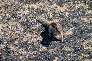 A Barbary ground squirrel in Fuerteventura (Atlantoxerus getulus)