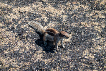 A Barbary ground squirrel in Fuerteventura (Atlantoxerus getulus)