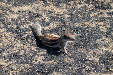 A Barbary ground squirrel in Fuerteventura (Atlantoxerus getulus)