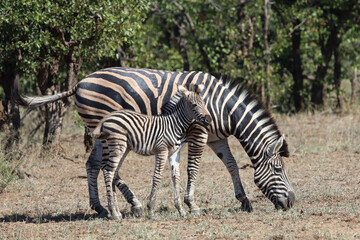 Steppenzebra / Burchell's zebra / Equus quagga burchellii.
