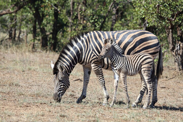 Steppenzebra / Burchell's zebra / Equus quagga burchellii.