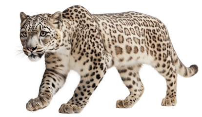 Two stunning snow leopards with thick, spotted fur are shown in different poses—one lounging with a relaxed expression and the other walking gracefully.