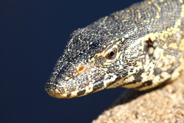 Nilwaran / Nile monitor / Varanus niloticus