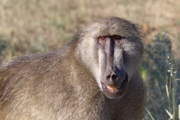 Bärenpavian / Chacma baboon / Papio ursinus